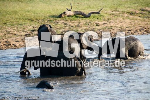 Afrikanischer Elefant (75 von 131).jpg